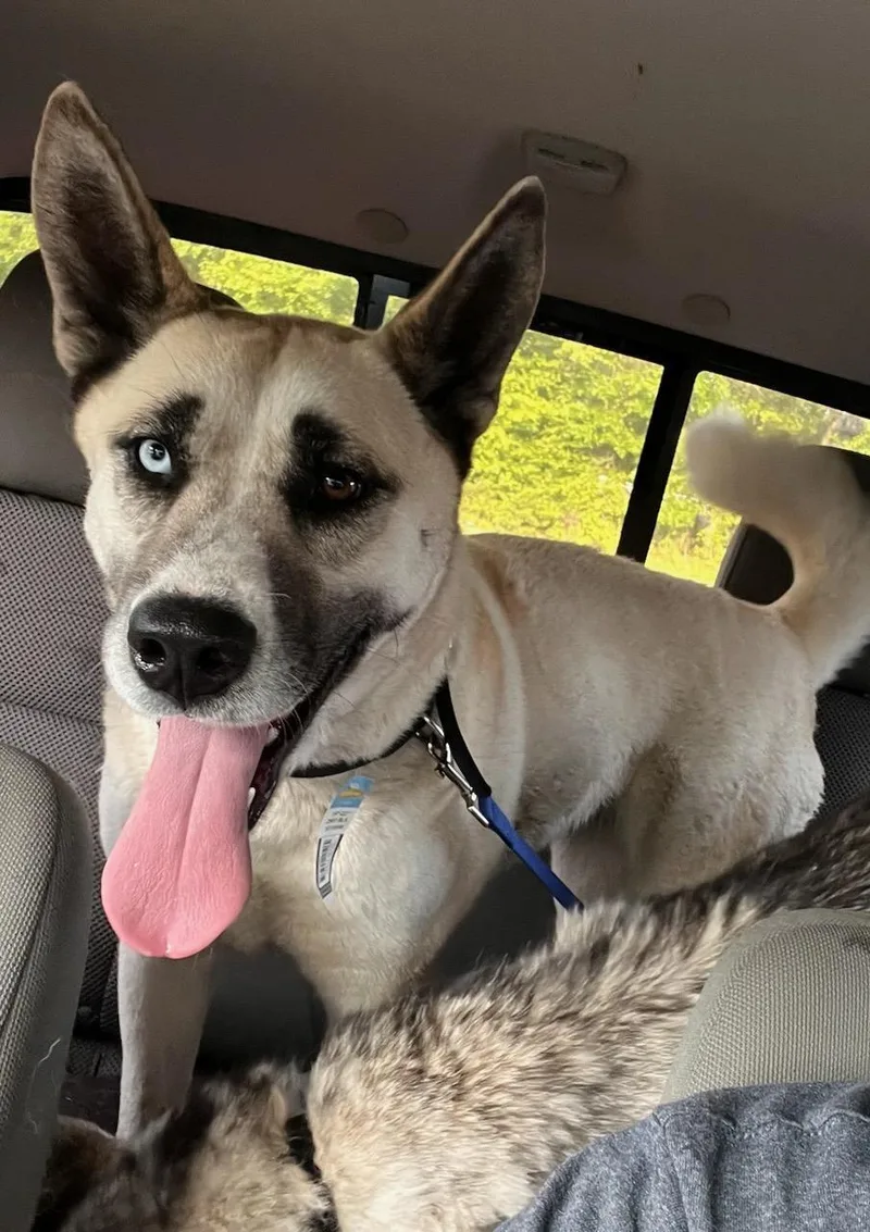 An adult medium-sized female Yellow / Tan / Blond / Fawn Husky dog named Unknown for adoption in Burgaw, NC
