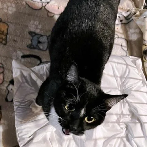 An adult medium-sized female Black & White / Tuxedo Domestic Short Hair cat named Splinda for adoption in Salt Lake City, UT