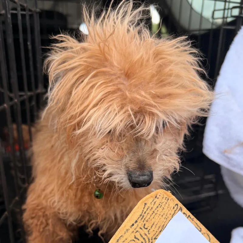 A senior small-sized female Brown / Chocolate Mixed Breed dog named Lady Snuggles for adoption in Tunkhannock, PA
