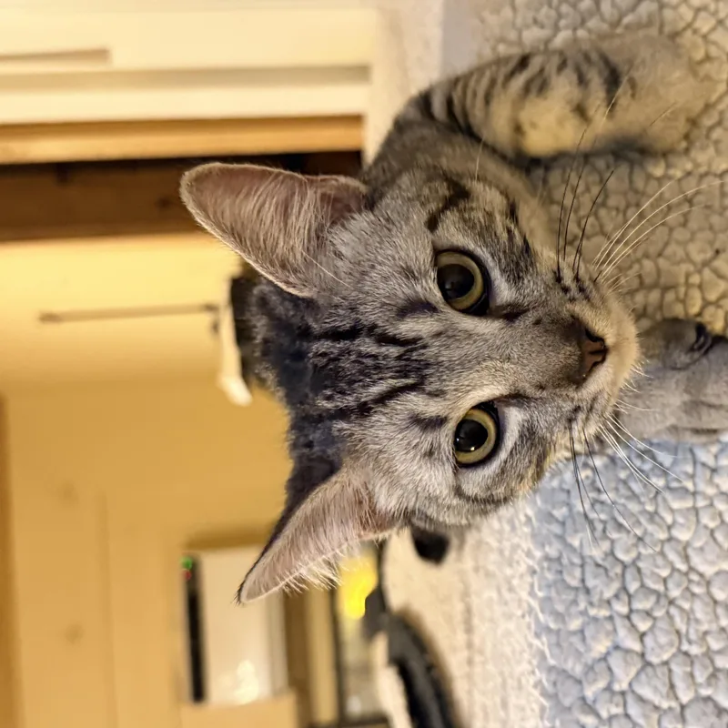 A baby medium-sized male Tabby (Gray / Blue / Silver) Domestic Short Hair cat named Niko for adoption in Liverpool, TX