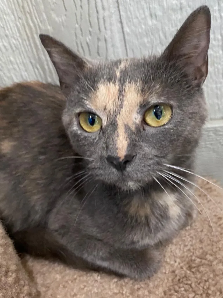A young small-sized female Domestic Short Hair cat named Maven for adoption in Murphysboro, IL