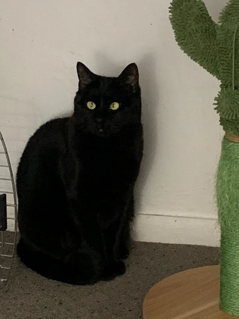 An adult medium-sized male Black & White / Tuxedo Domestic Short Hair cat named Alvie & Willow for adoption in Brooklyn, NY