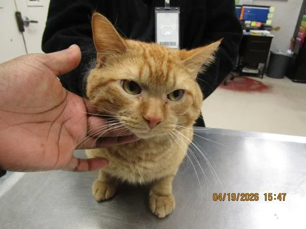 An adult large-sized male Domestic Short Hair cat named Luka for adoption in Marietta, GA