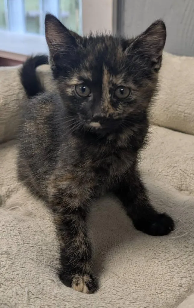 A baby medium-sized female Domestic Short Hair cat named Hera for adoption in Warren, MI