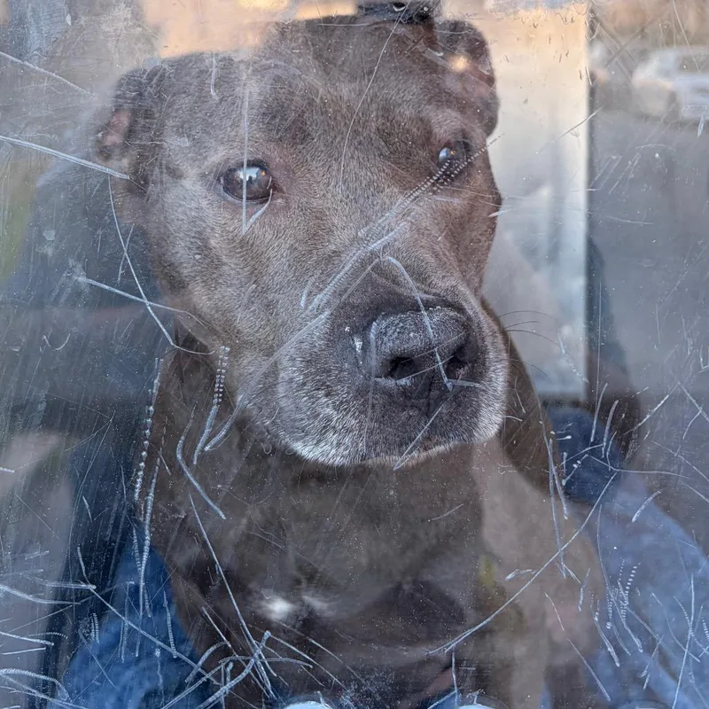 An adult medium-sized male Gray / Blue / Silver Mixed Breed dog named Smokee Jones for adoption in Philadelphia, PA