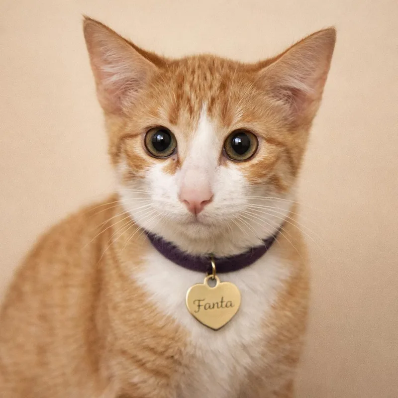 A young small-sized male Orange / Red Domestic Short Hair cat named Fanta for adoption in Hannibal, MO