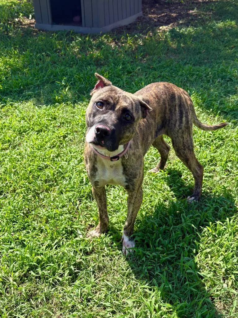 A young medium-sized female Mixed Breed dog named Robin for adoption in Effingham, SC