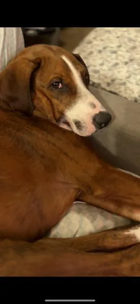 Pastel Gdp thumbnail 2