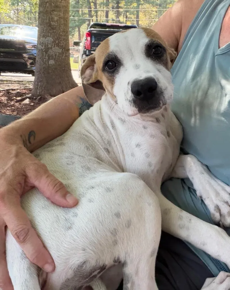 A baby medium-sized female Labrador Retriever dog named Jasmine for adoption in Little Rock, AR