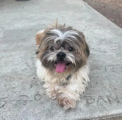 An adult small-sized male Shih Tzu dog named Archie for adoption in Corona, CA