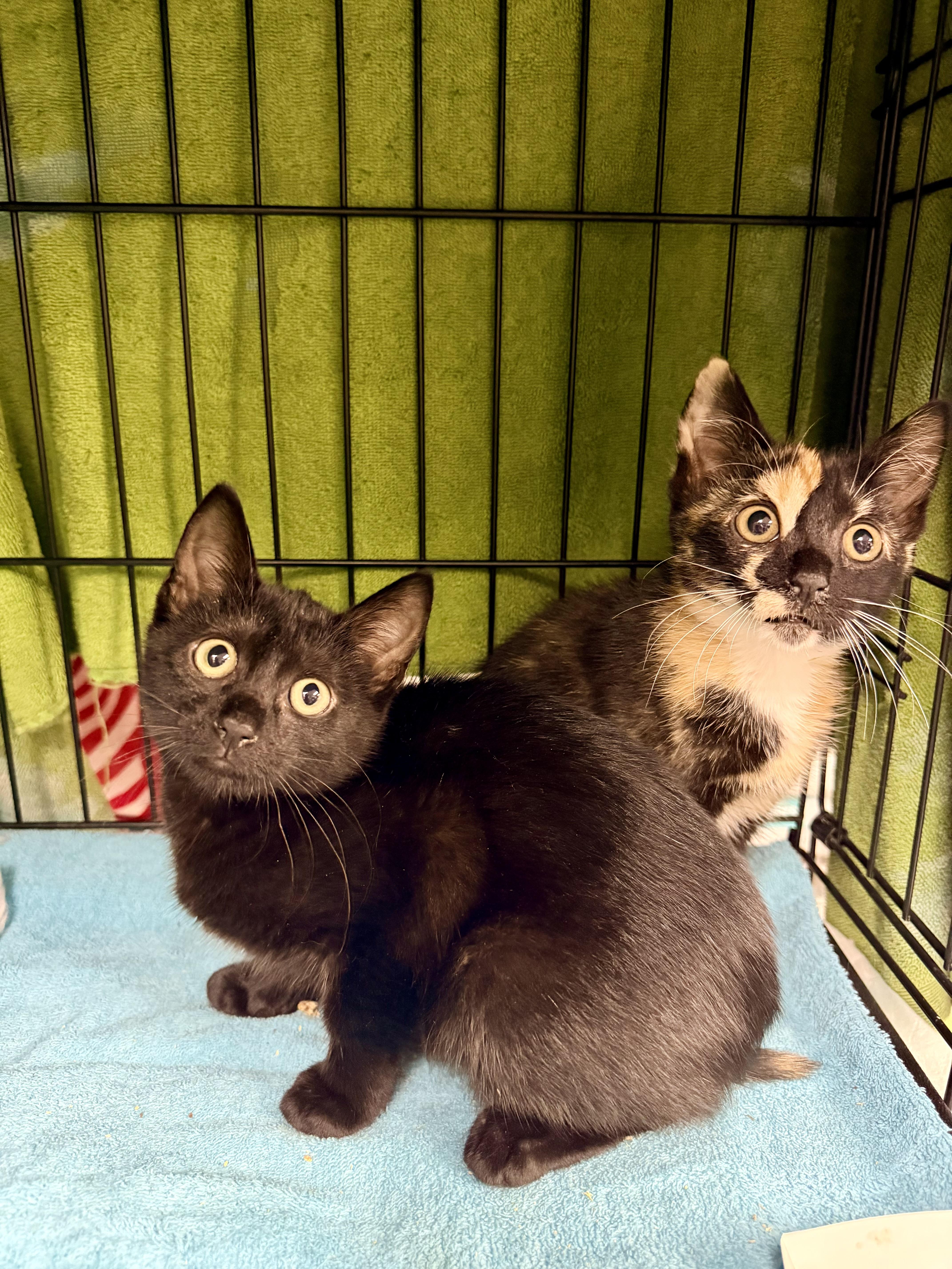 A baby small-sized female Black Domestic Short Hair cat named Patches and Sky for adoption in Bellmawr, NJ