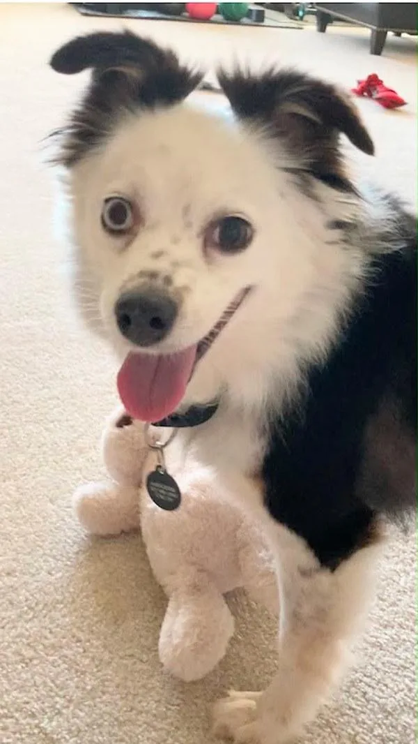 A senior small-sized female Australian Shepherd dog named Panda for adoption in Austin, TX