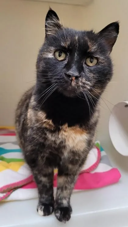 A senior large-sized female Domestic Short Hair cat named Confetti for adoption in Kalispell, MT