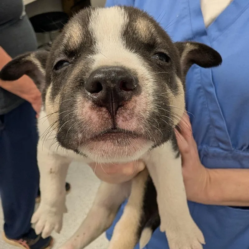 A baby small-sized male Black Husky dog named Pickles for adoption in Winston Salem, NC