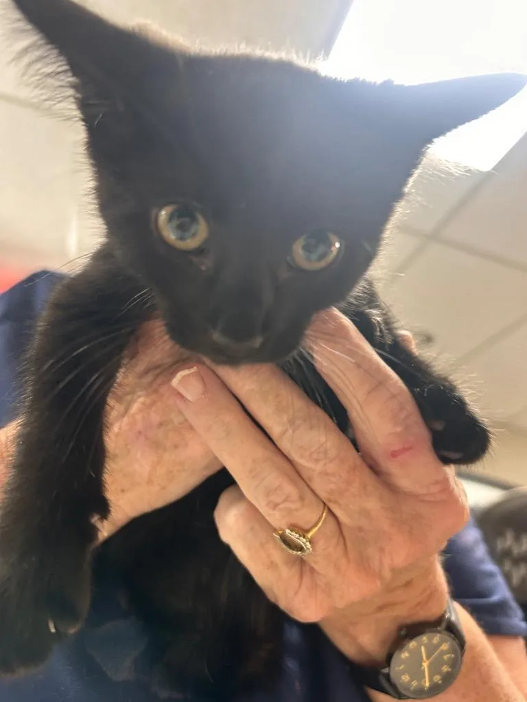 A baby small-sized male Domestic Short Hair cat named Mason for adoption in New Manchester, WV