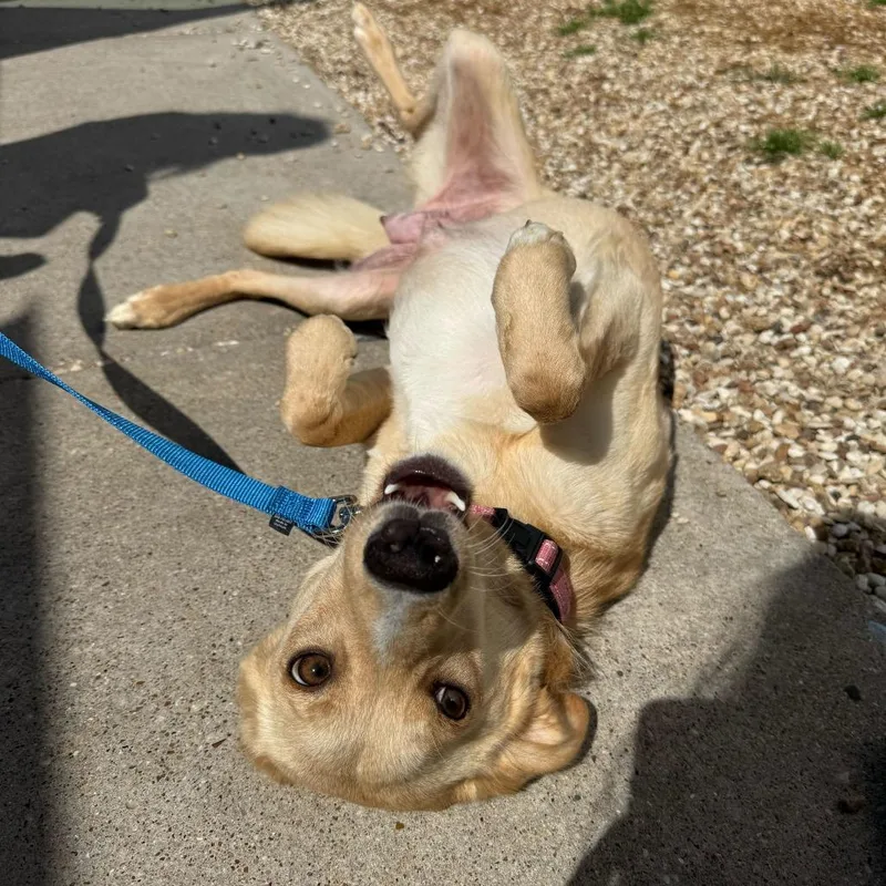 An adult medium-sized female Yellow / Tan / Blond / Fawn Labrador Retriever dog named Miss Piggy for adoption in Brooklyn, NY