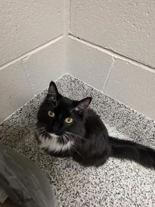 An adult small-sized female Domestic Medium Hair cat named Leilani for adoption in Fairfax, VA