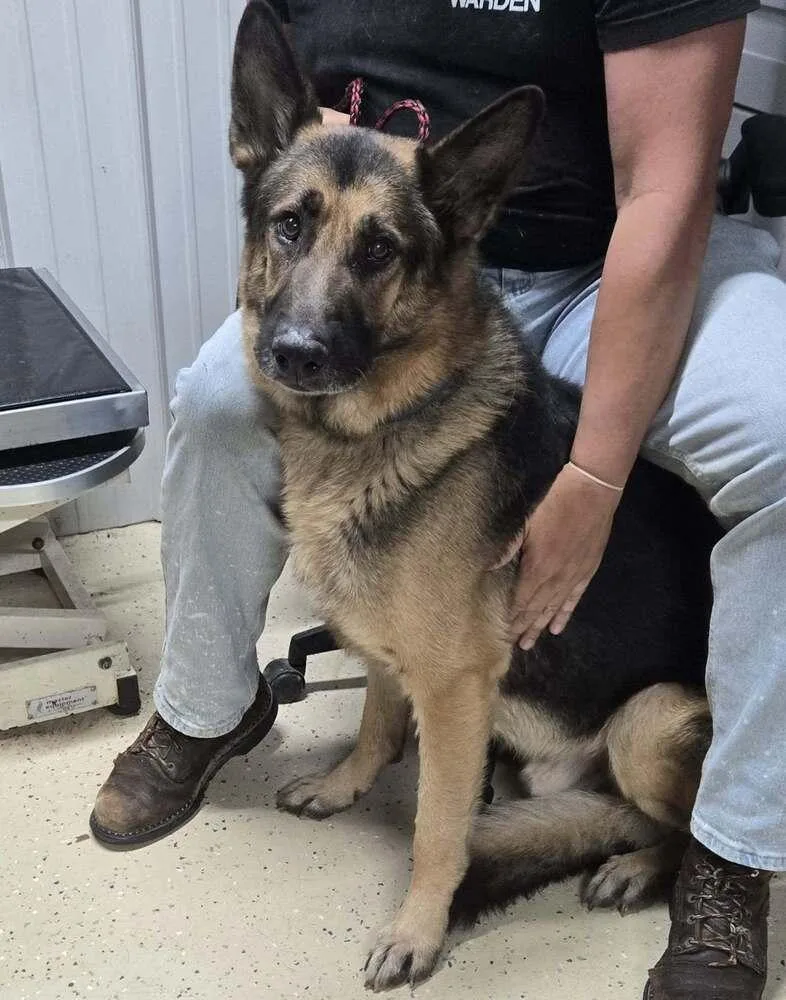 A senior large-sized male Tricolor (Brown, Black, & White) German Shepherd Dog dog named Lieutenant for adoption in Waverly, OH