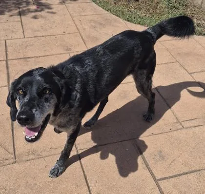 A young medium-sized male Catahoula Leopard Dog dog named Merle for adoption in Shreveport, LA