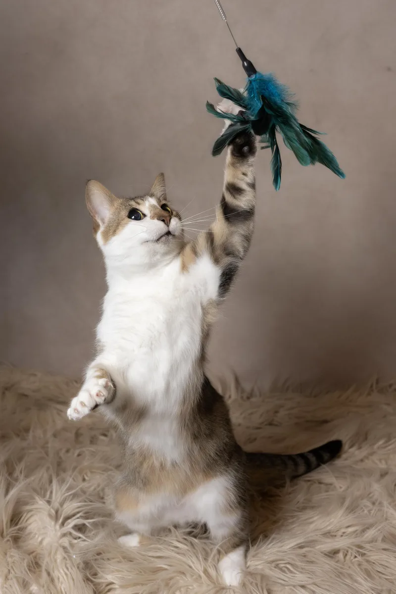 An adult large-sized male Tabby (Buff / Tan / Fawn) Domestic Short Hair cat named Jolly for adoption in Muncie, IN