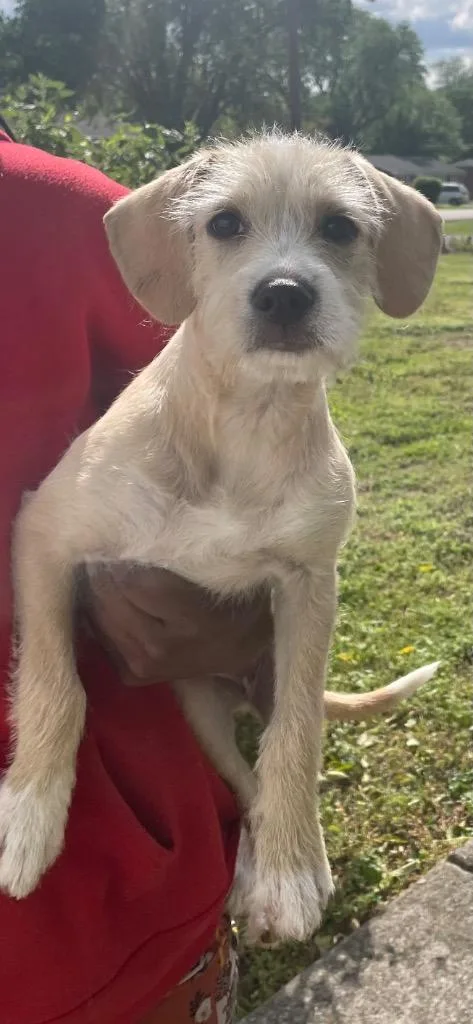 A baby small-sized female Mixed Breed dog named Rhythm for adoption in Clarksville, TN