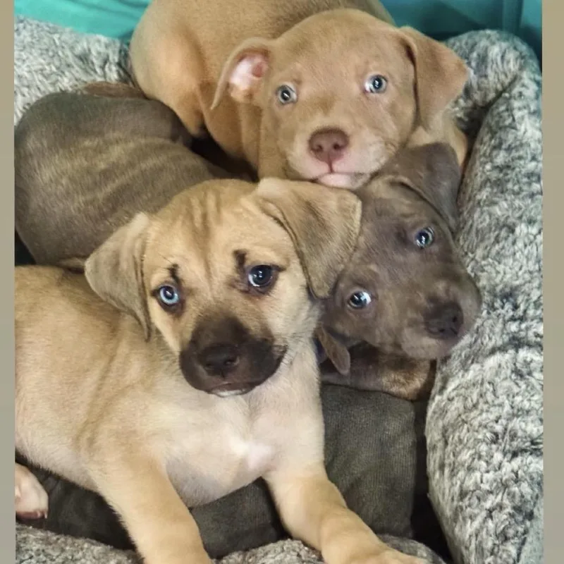A baby small-sized male Yellow / Tan / Blond / Fawn Pit Bull Terrier dog named Byron for adoption in Los Angeles, CA