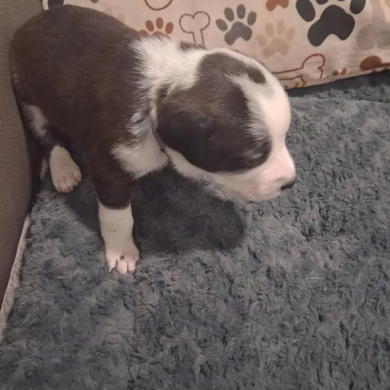 A baby medium-sized male Black Mixed Breed dog named Yoshi for adoption in Lima, OH