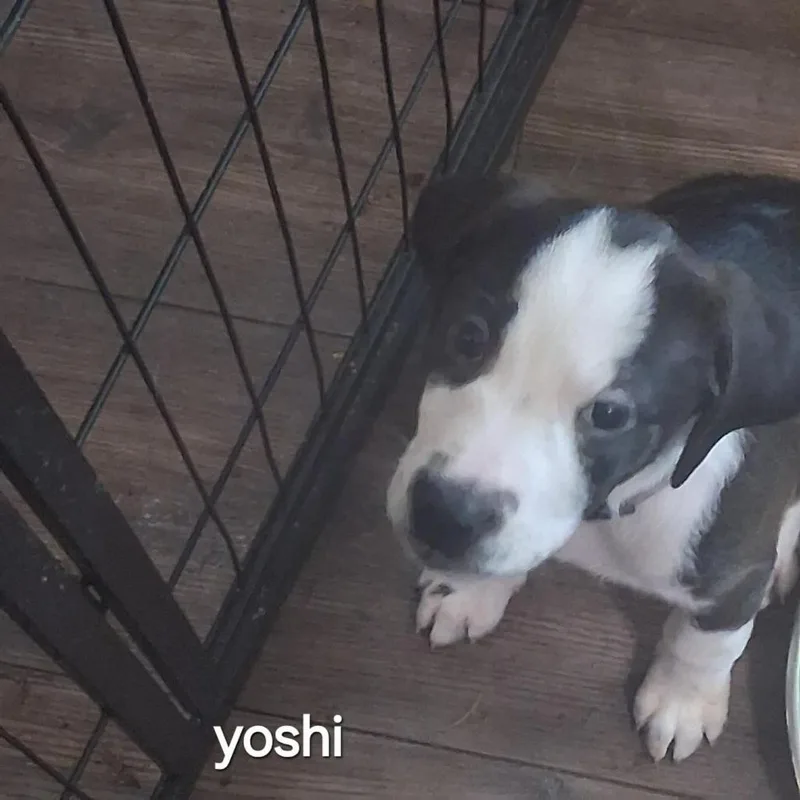 Yoshi thumbnail 2