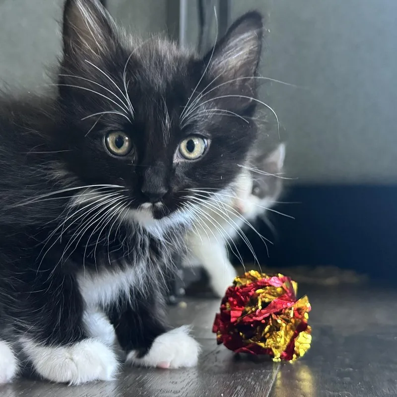 A baby small-sized male Black Domestic Short Hair cat named Asiago for adoption in Wichita, KS