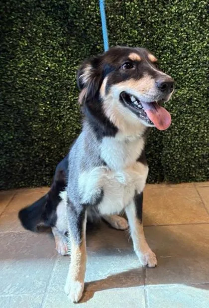 An adult large-sized female Black Australian Shepherd dog named Shay for adoption in El Paso, TX