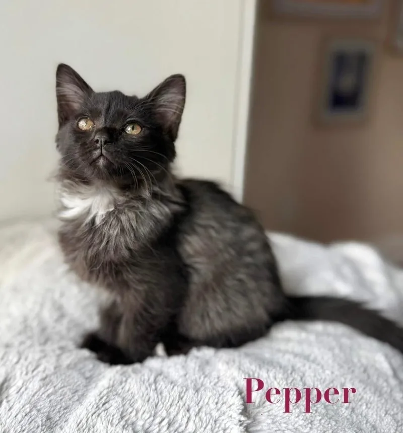 Pepper