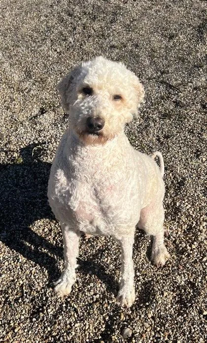 An adult large-sized female Golden Retriever dog named Ginger for adoption in Lake City, MI