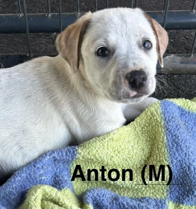 A baby medium-sized male White / Cream English Pointer dog named Anton for adoption in Parma, OH