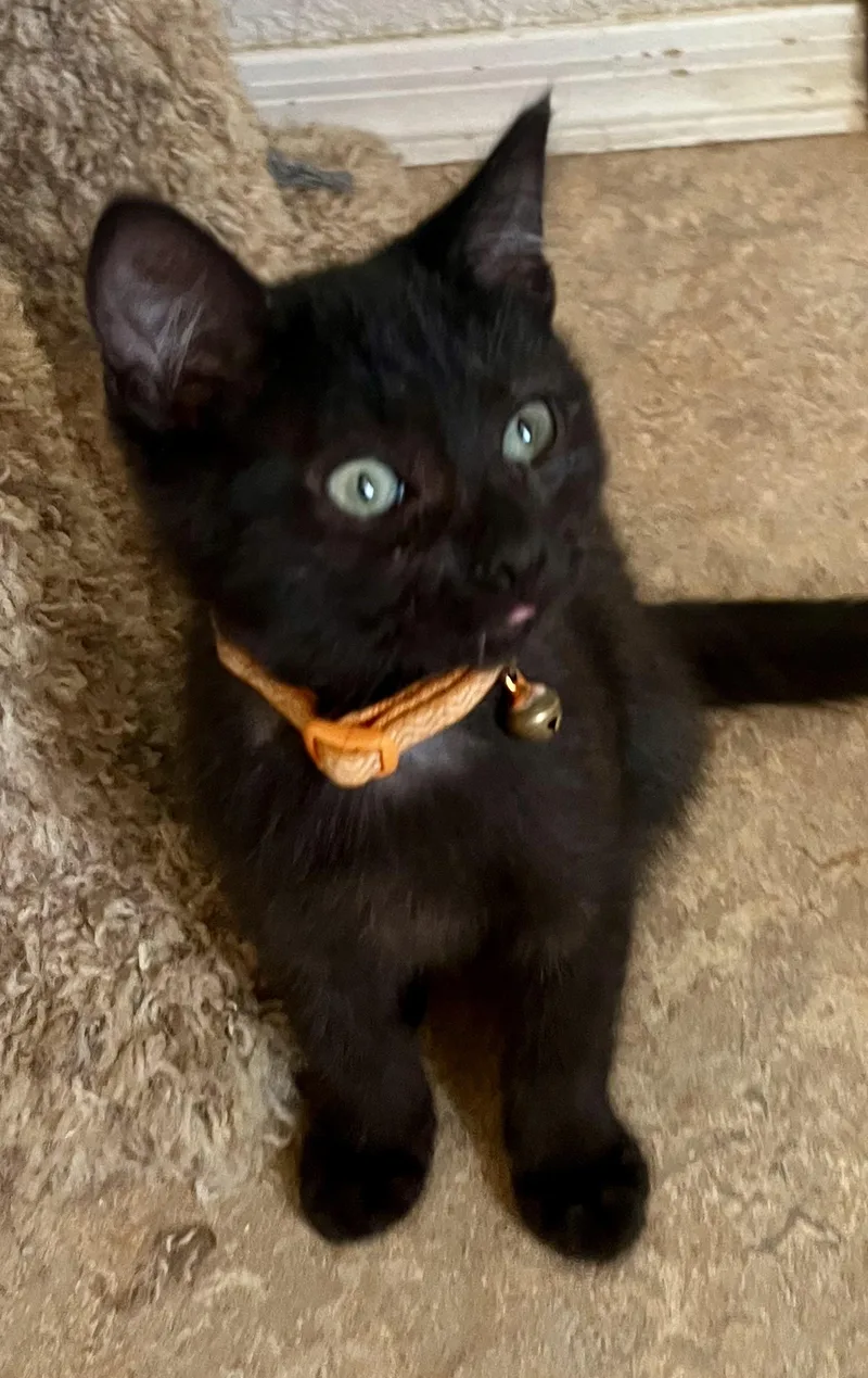 A baby medium-sized male Black Domestic Short Hair cat named Luke for adoption in Lancaster, CA