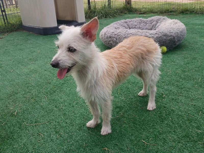 A young small-sized female White / Cream Miniature Schnauzer dog named GiselleAll smiles for adoption in Houston, TX