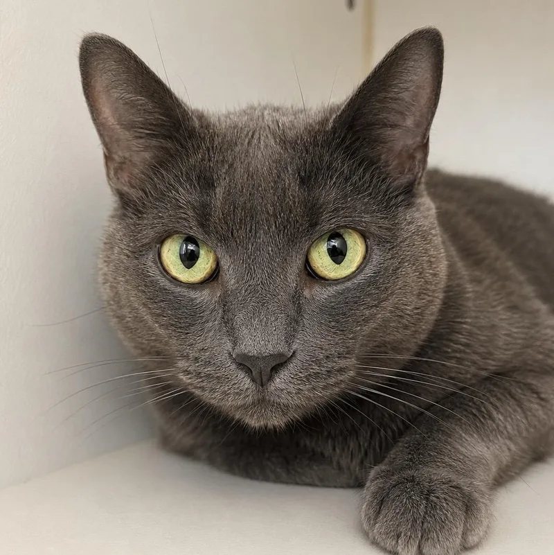 A senior medium-sized female Gray / Blue / Silver Domestic Short Hair cat named Darcy for adoption in Pontiac, MI