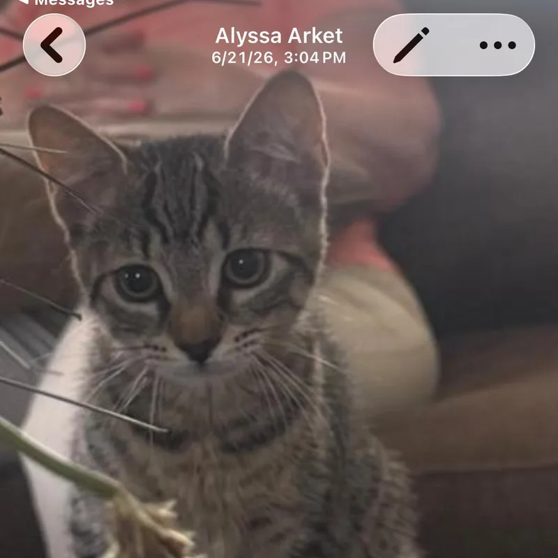 A baby medium-sized female Tabby (Brown / Chocolate) Domestic Short Hair cat named Lucy for adoption in Pompton Lakes, NJ