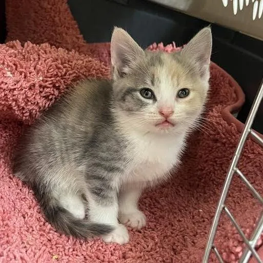 A baby small-sized female Calico Domestic Short Hair cat named Flower Power for adoption in Charlottesville, VA