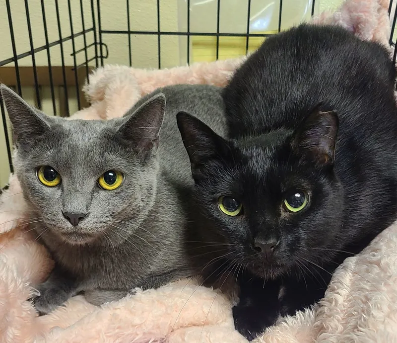 Meredith Grey & Darwin