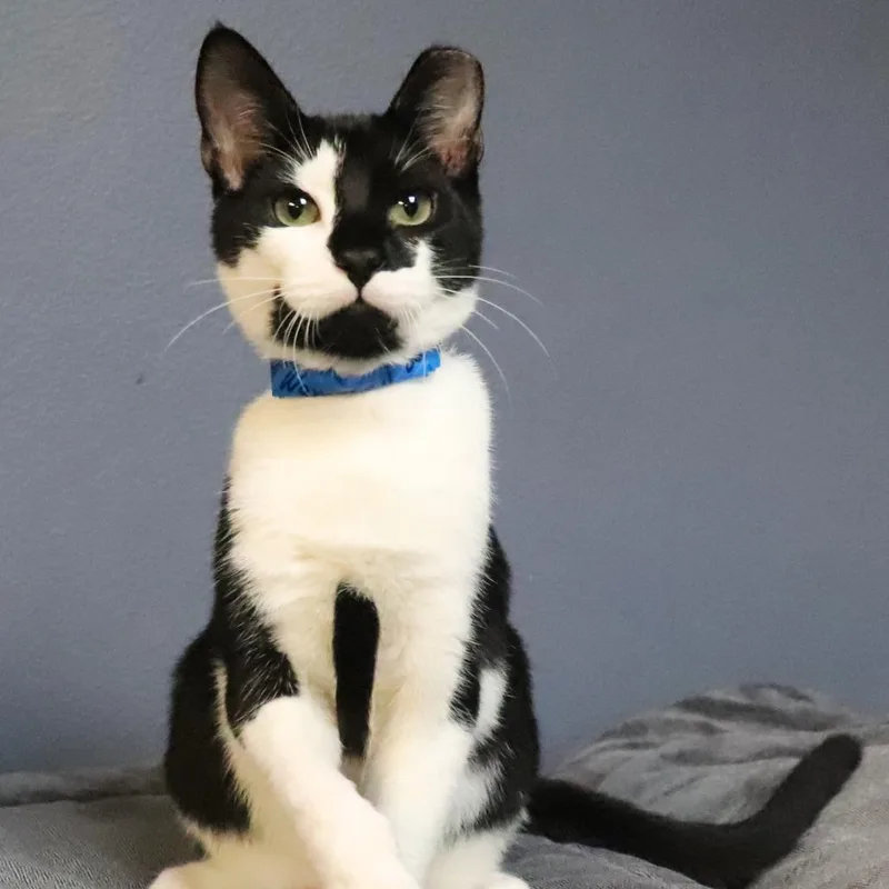 A baby medium-sized male Black Domestic Short Hair cat named Little Warrior for adoption in Lakeland, FL