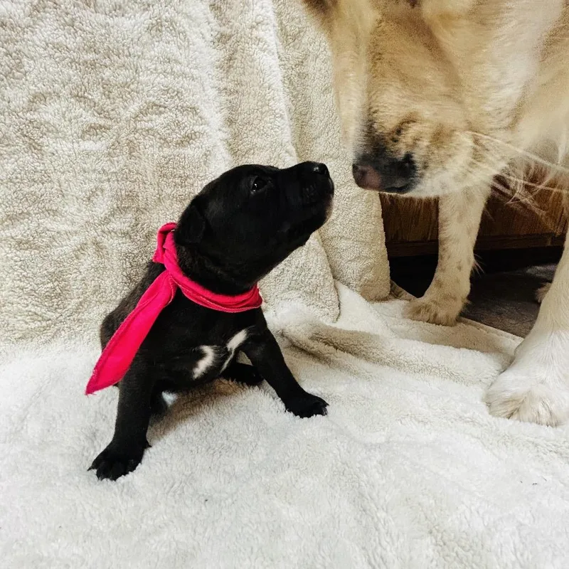 Truffles thumbnail 2