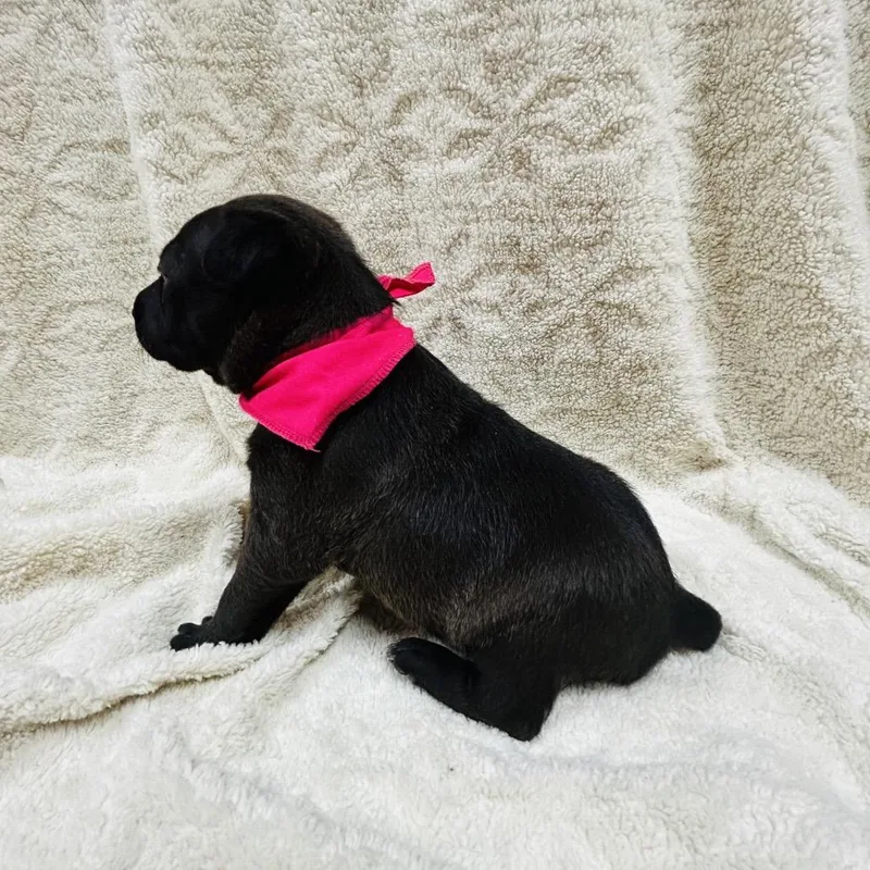 Truffles thumbnail 3