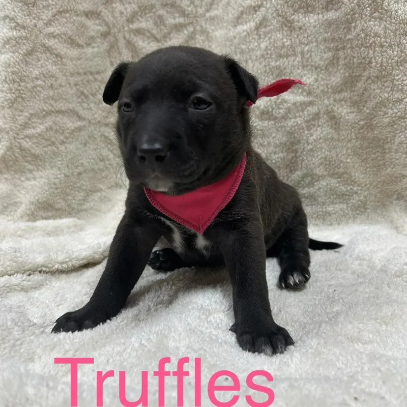 Truffles thumbnail 4