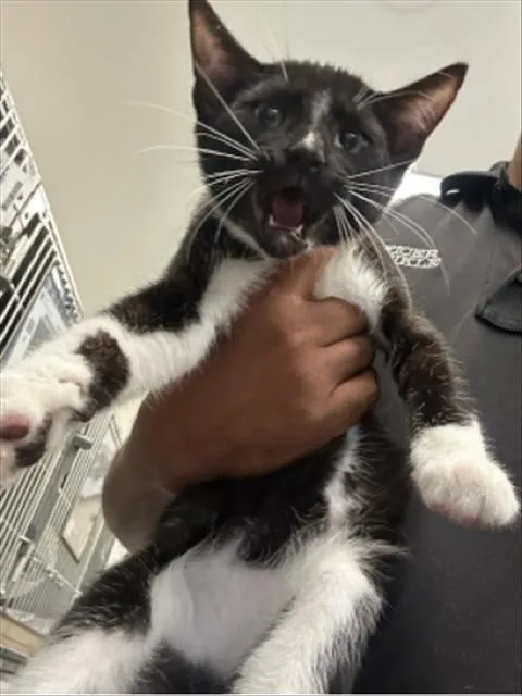 A young small-sized male Domestic Short Hair cat named Banjo for adoption in West Palm Beach, FL
