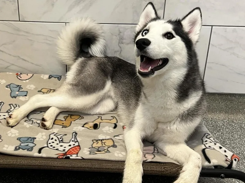 A young medium-sized female Husky dog named Juniper for adoption in O'Fallon, MO