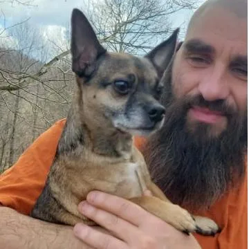 An adult small-sized male Brown / Chocolate Chihuahua dog named Buddy for adoption in Washington, DC