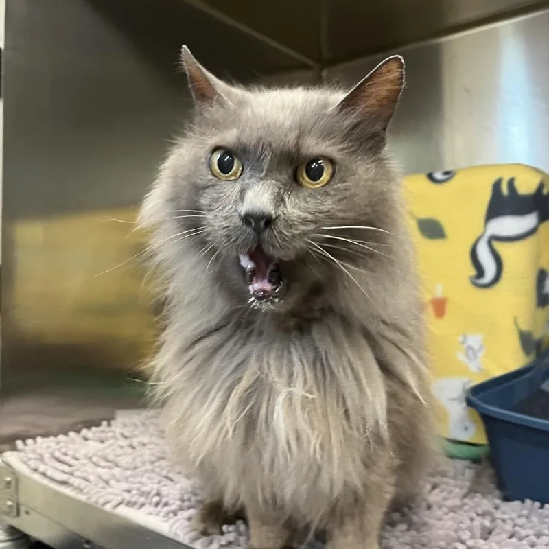 A senior medium-sized male Gray / Blue / Silver Domestic Long Hair cat named Cyrus for adoption in Charlottesville, VA