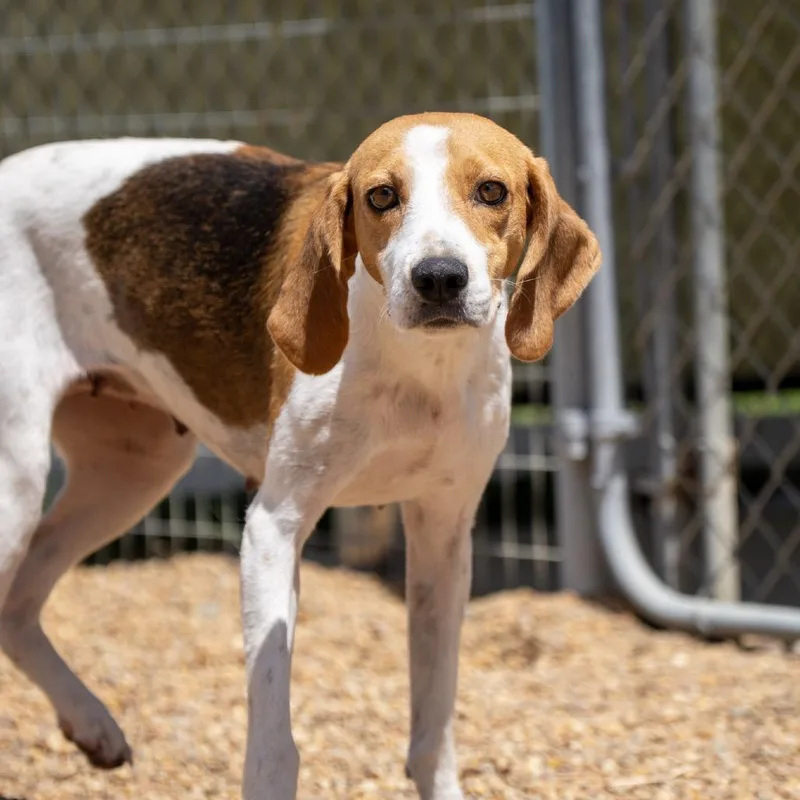 An adult medium-sized female Yellow / Tan / Blond / Fawn Hound dog named Sage for adoption in Elizabeth City, NC