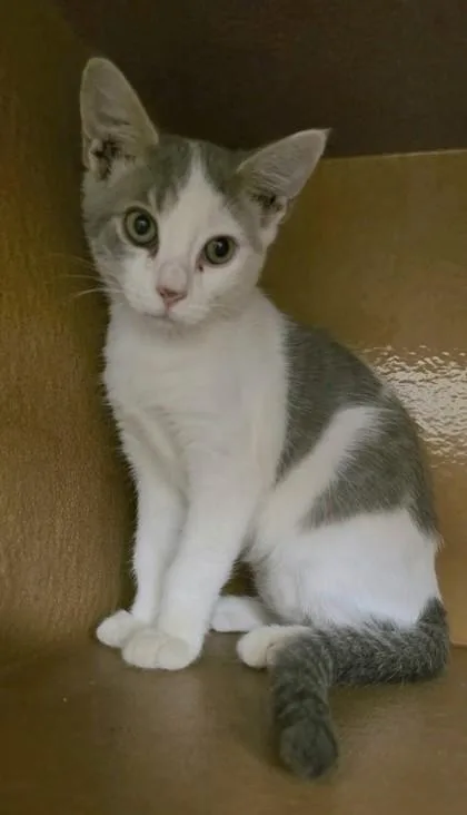 A young small-sized male Domestic Short Hair cat named Kevan for adoption in Phoenix, AZ