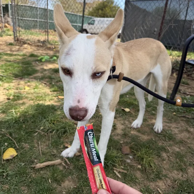 A young medium-sized female Yellow / Tan / Blond / Fawn Husky dog named Zarlyn for adoption in Perkiomenville, PA